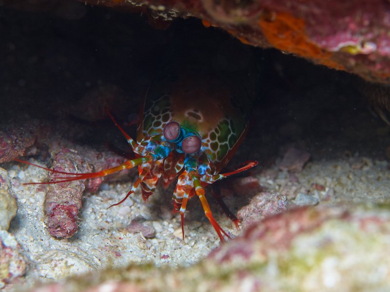 Smashing Mantis Shrimp, Rubiah Sea
        Garden